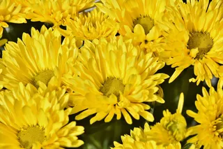 草本植物，紫菀，开花，开花，花，黄色，植物，自然