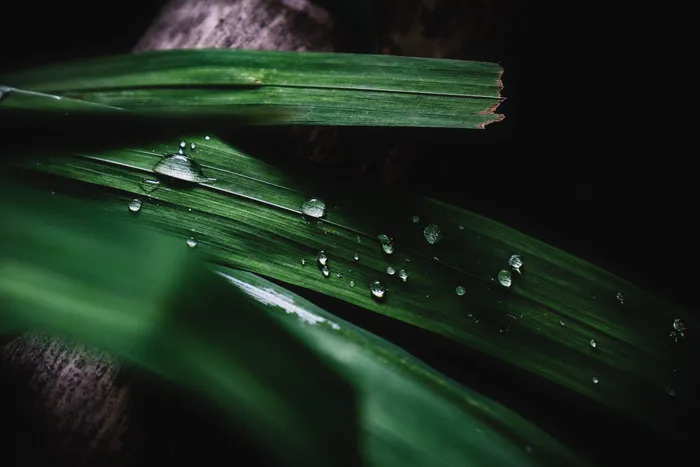 绿色植物上的水滴
