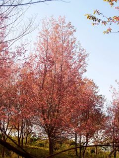 木材，风景，自然，阳光，背景，美丽，盛开，盛开