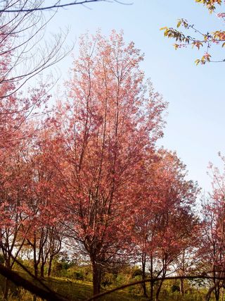 木材，风景，自然，阳光，背景，美丽，盛开，盛开
