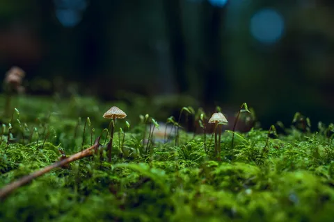 真菌特写照片 真菌特写照片