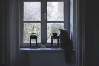 卢森堡、锡尔河畔鲁德、伊姆格朗、舒适、猫、霜、窗、冷