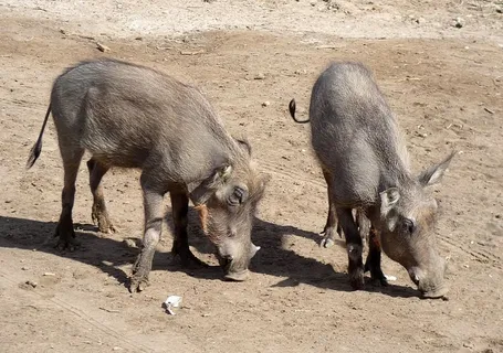 疣猪、猪、猪科、非洲猪、野生、动物群、哺乳动物、杂食性