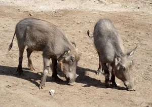 疣猪、猪、猪科、非洲猪、野生、动物群、哺乳动物、杂食性