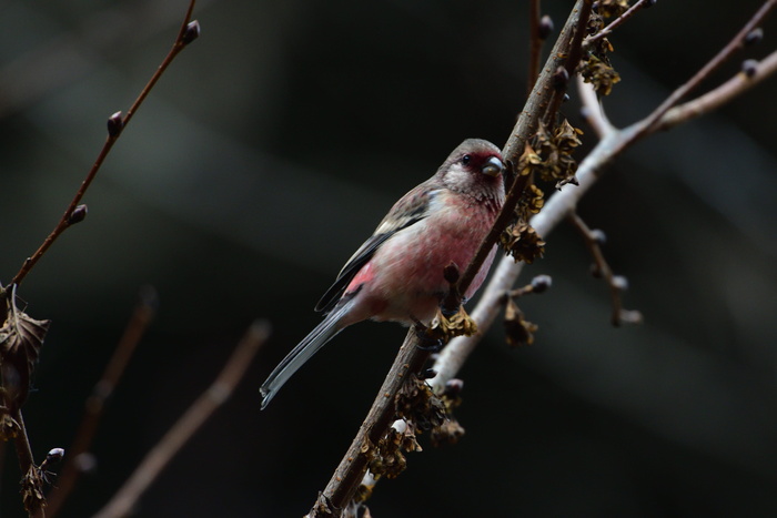 野生动物，鸟类，自然，动物，贴面系统，动物主题，一种动物，栖息