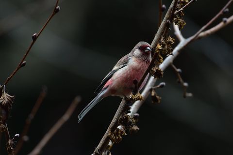 野生动物，鸟类，自然，动物，贴面系统，动物主题，一种动物，栖息
