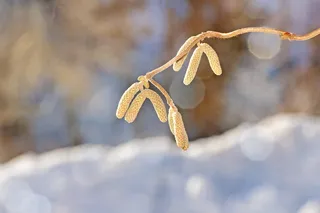 榛子、树枝、树、植物、kahl、冬季、特写、聚焦前景