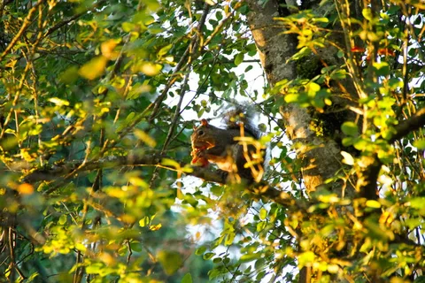 树，松鼠，树枝，秋天，春天，树叶，生活，生活方式