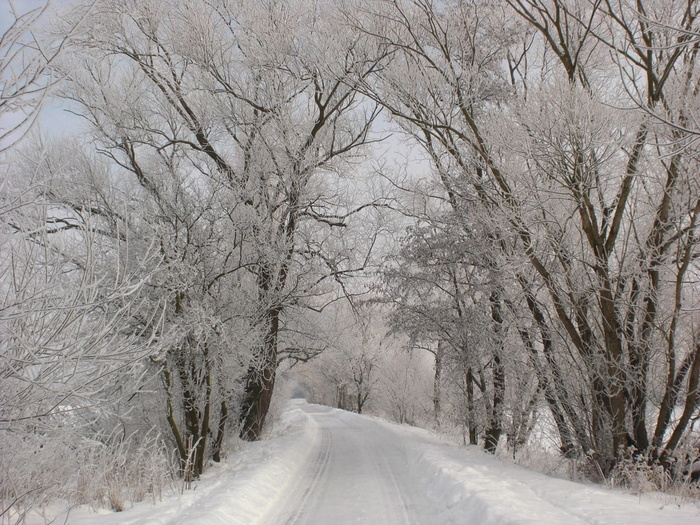 白色，下雪，道路，树木，下雪的道路，道路之间，寒冷，乡村