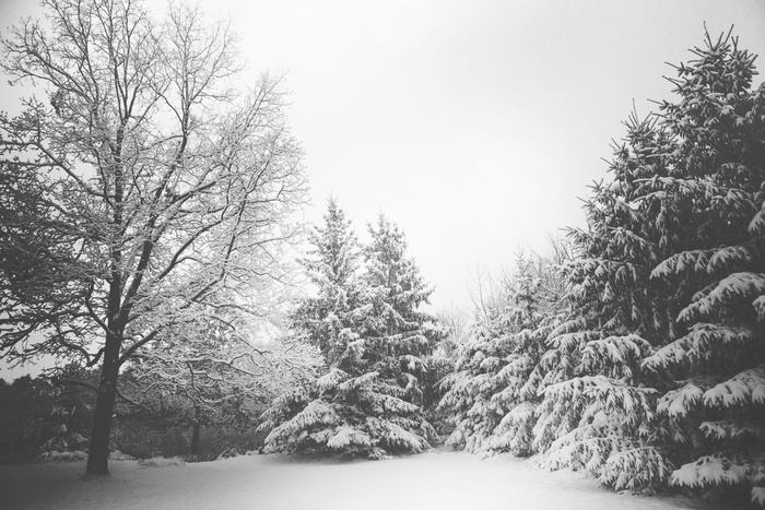 白雪覆盖的树