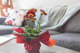 红色和黄色雏菊照片