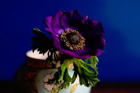 紫色,花,花瓶,自然,植物,紫色,绿色,叶子 紫色,花,花瓶,自然,植物,紫色,绿色,叶子