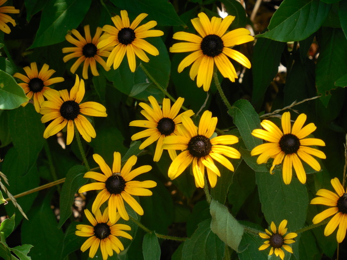 rudbeckia、黑眼苏珊、黄色、夏季、雏菊、明亮、田野、颜色