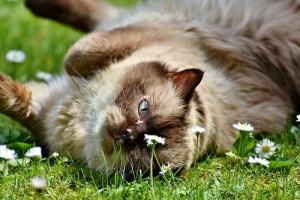 棕色，猫，躺着，草，品种猫，英国短毛猫，米兹，英国短毛猫