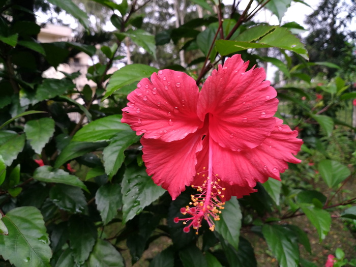 芙蓉、月季、红花、夏威夷芙蓉、落叶松、锦葵科花、joba花、花朵