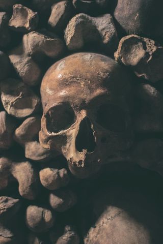 人类头骨特写摄影