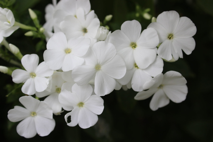 福禄考、白色、花朵、火焰花、开花植物、花朵、脆弱性、脆弱性