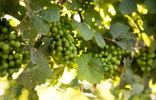 葡萄园，葡萄，尼亚加拉湖，安大略省，加拿大，葡萄酒，葡萄藤，农业