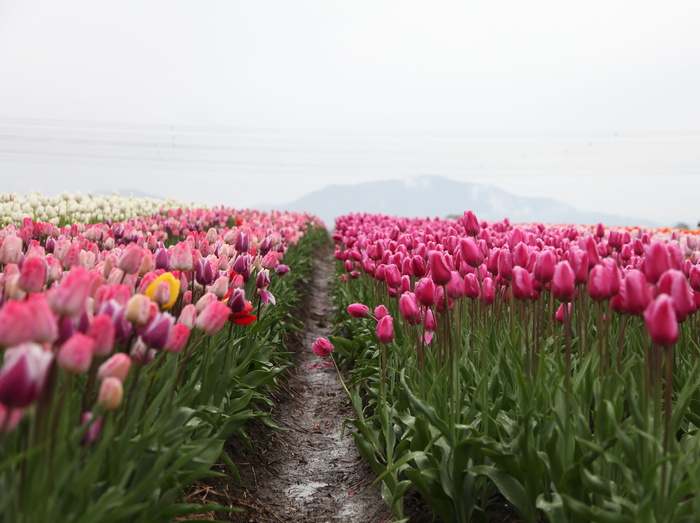 粉色，白色，郁金香花园，欧洲，阿姆斯特丹，荷兰，天空，郁金香，花瓣