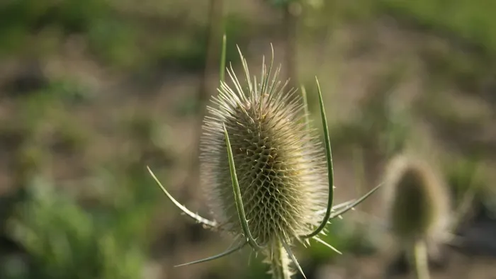 蓟，开花，开花，植物，生长，关注前景，自然，自然之美