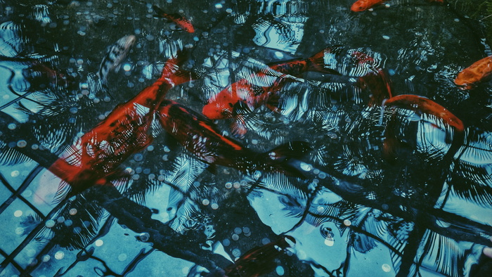 锦鲤鱼群
