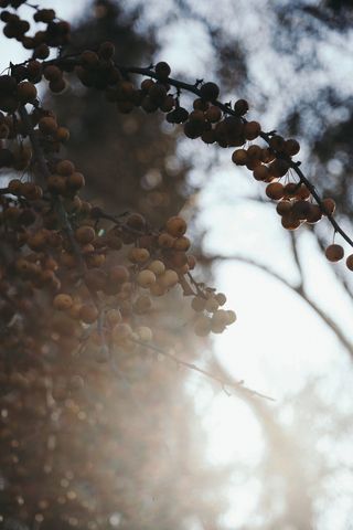 植物，农产品，食品，水果，德国，慕尼黑，植物园，自然