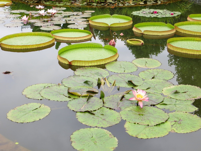 睡莲垫，池塘，睡莲，莲花，自然，植物，绿色，花卉