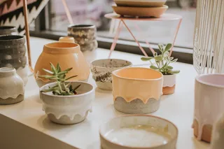 在白色和棕色的陶瓷壶上有两种绿色多汁植物