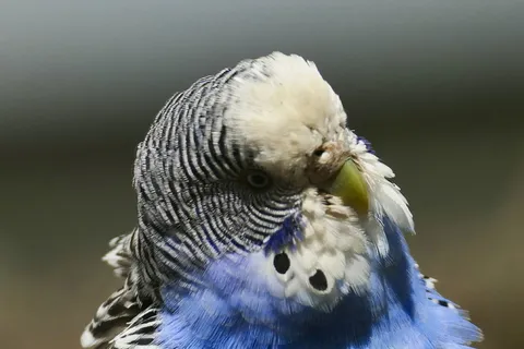 便宜, 鸟, 动物肖像, 长尾小鹦鹉, 自然, 齐福格尔, 蓝色, 动物主题 便宜, 鸟, 动物肖像, 长尾小鹦鹉, 自然, 齐福格尔, 蓝色, 动物主题