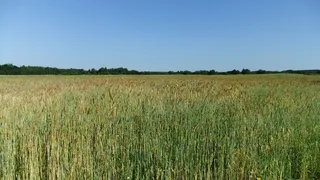 自然、植物、夏天、天空、景观、蓝色、大气、田野