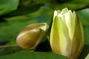 新泽西州东不伦瑞克罗格斯花园锦鲤池中流淌的睡莲花蕾。