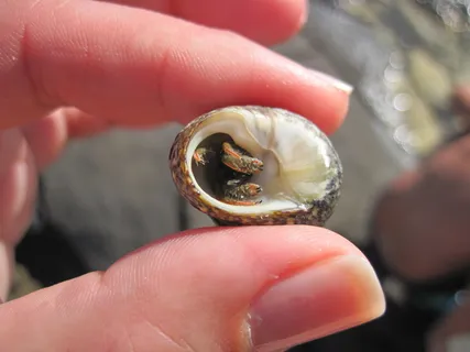 寄居蟹，蛤蜊，手指，海，手指间，手，人的手，特写