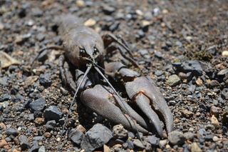 小龙虾，波特兰北部，河流，动物主题，动物，野生动物，野生动物，土地