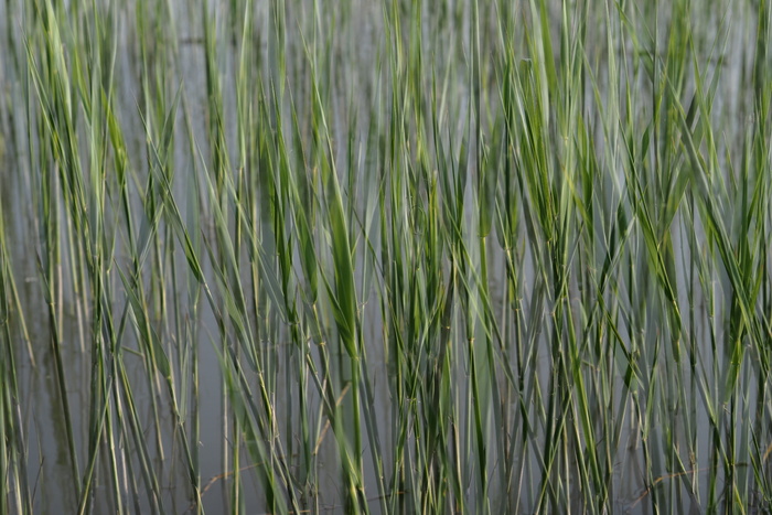 奥地利、乔伊斯、水、芦苇、草、结构、壁纸、绿色