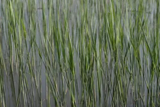 奥地利、乔伊斯、水、芦苇、草、结构、壁纸、绿色
