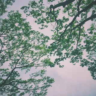 雨云下的绿树 雨云下的绿树
