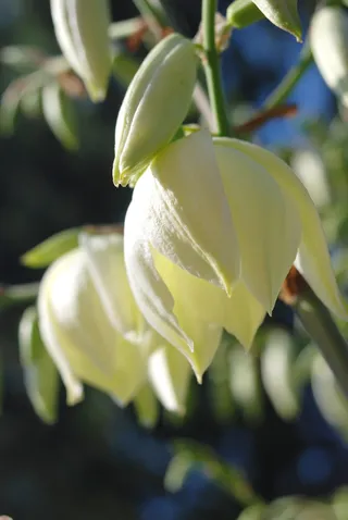 丝兰，花朵，花朵，花朵，白色，花园，植物，植物
