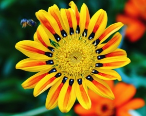 老虎花，颜色，黄色，明亮，橙色，红色，黑色，蜜蜂