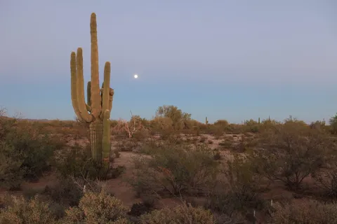 亚利桑那州，美国，仙人掌，仙人掌，沙漠，仙人掌，多汁植物，生长