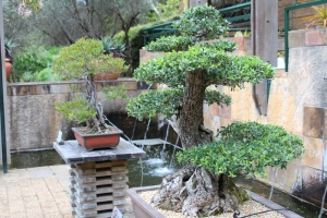 盆景，树木，日本，植物，生长，建筑，自然，树木