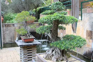 盆景，树木，日本，植物，生长，建筑，自然，树木