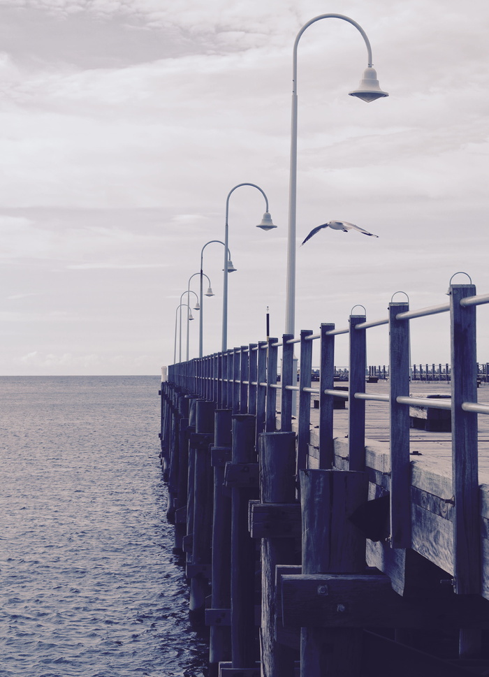 白色海鸥飞翔的码头图片