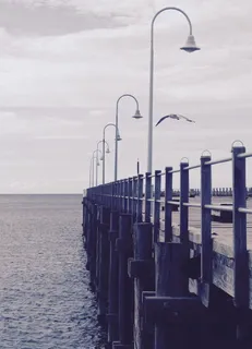 白色海鸥飞翔的码头图片