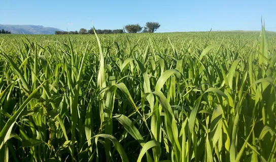 字段, 玉米, 收获, 字段, 玉米, 夏天, 绿色, 景观, 地平线 字段, 玉米, 收获, 字段, 玉米, 夏天, 绿色, 景观, 地平线