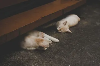 猫，动物，小猫，可爱，地板，睡眠，家养，哺乳动物