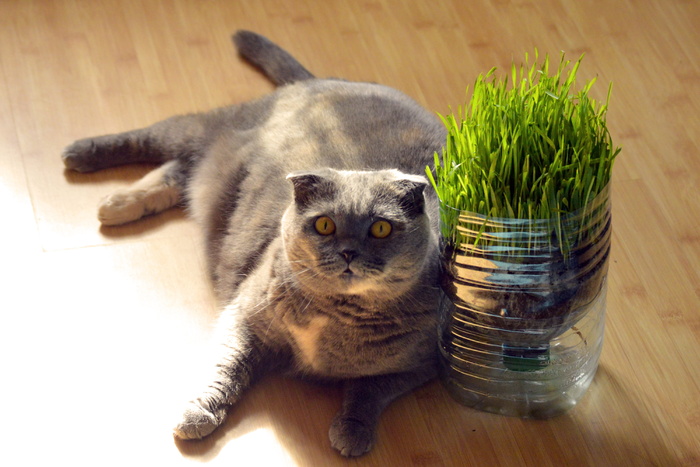 灰猫，肥猫，猫，躺着，地板，木头，肥猫，灰猫
