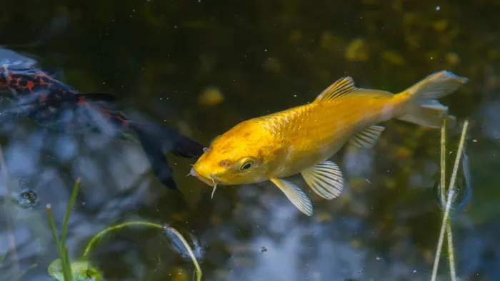 黄色锦鲤鱼，黄色，锦鲤鱼，锦鲤，鱼，池塘，水，日本