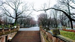 树，裸树，植物，建筑，建筑结构，自然，树枝，白天