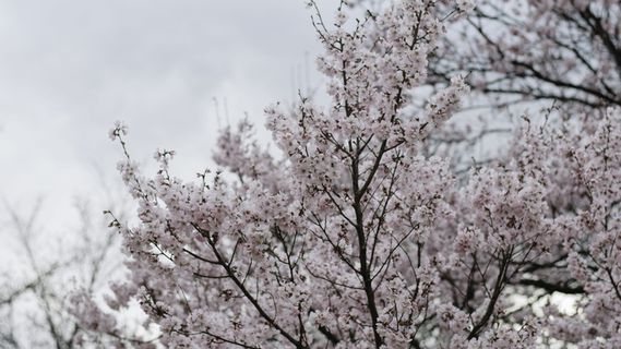 粉色树,植物,花朵,花朵,樱花,沟渠,种植,花瓣 粉色树,植物,花朵,花朵,樱花,沟渠,种植,花瓣