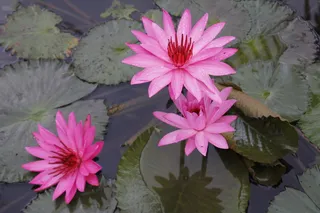 特写，照片，三张，花朵，粉色，莲花，环绕，百合荚